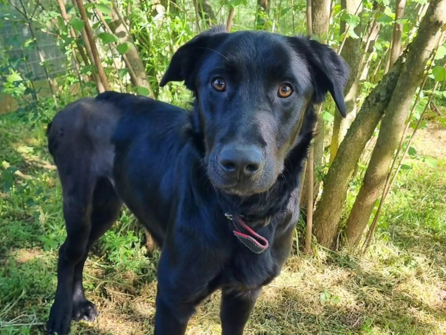 Adotta un cane, maschio, 2 anni e 6 mesi, Viterbo
