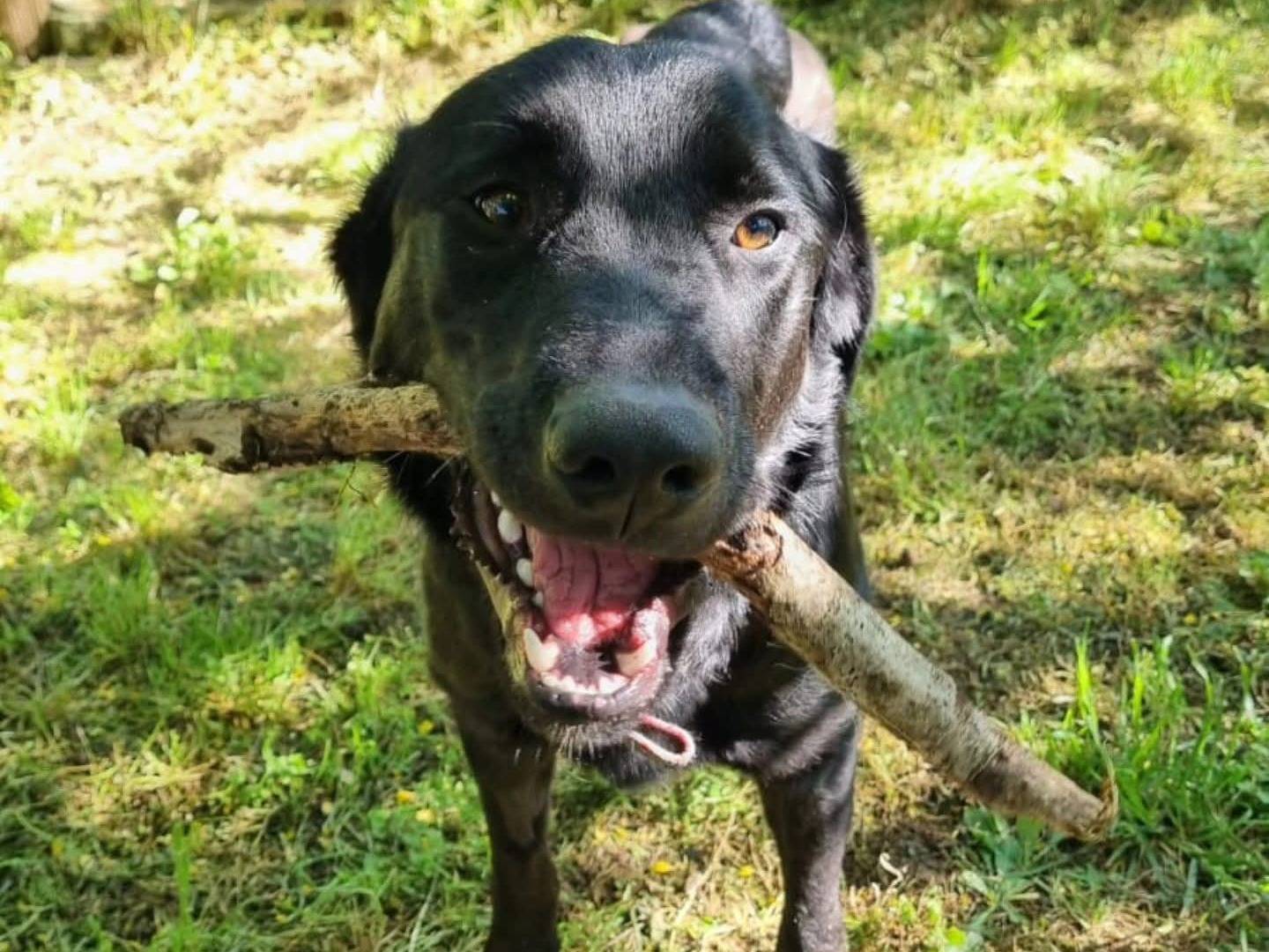 Vuoi adottare un cane a Viterbo?