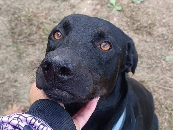 Adotta un cane, maschio, 1 anno e 9 mesi, Latina