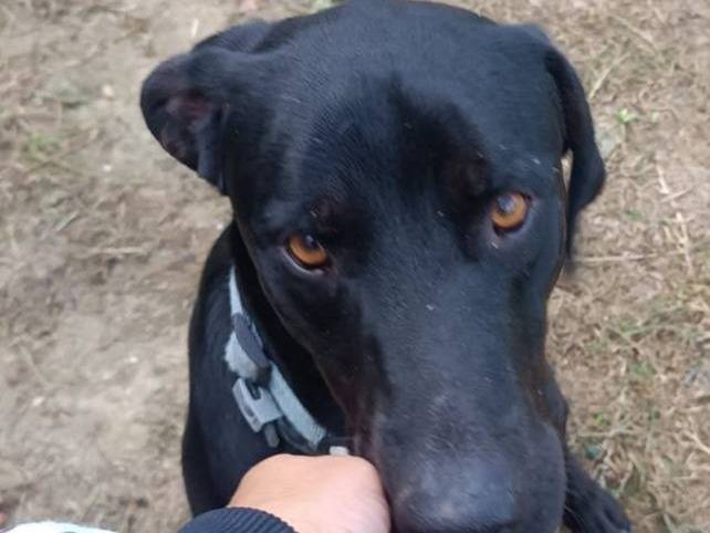 Adotta un cane, taglia media, maschio, Latina