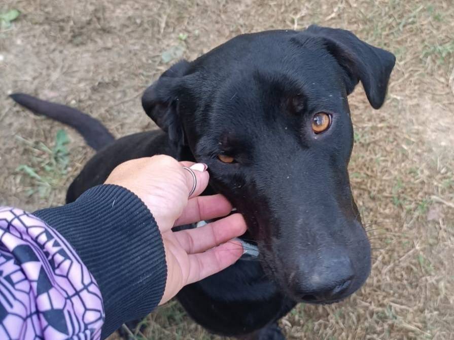 Vuoi adottare un cane a Latina?