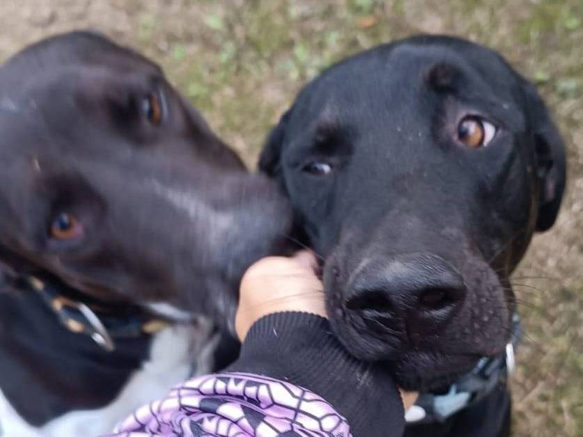 Adotta il cane Buzz a Latina