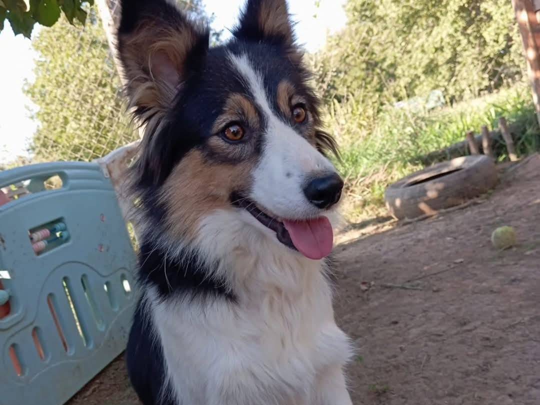 Adozione cane, femmina, Border Collie Razza sconosciuta, 2 anni e 6 mesi, taglia media contenuta, Viterbo
