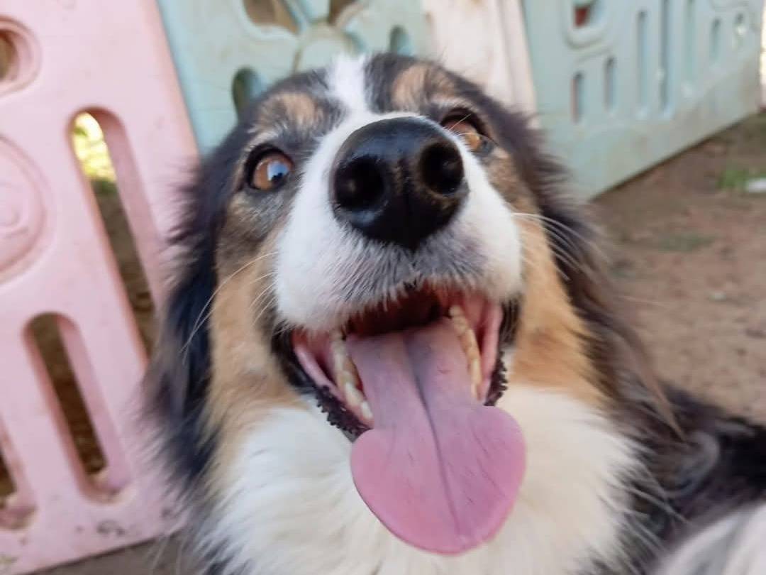 Adotta un cane, femmina, 2 anni e 6 mesi, Viterbo