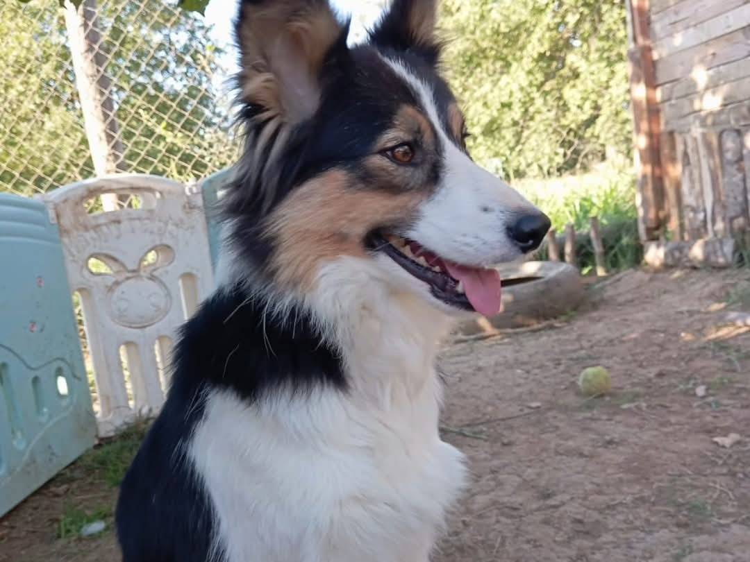 Adotta un cane, taglia media contenuta, femmina, Viterbo