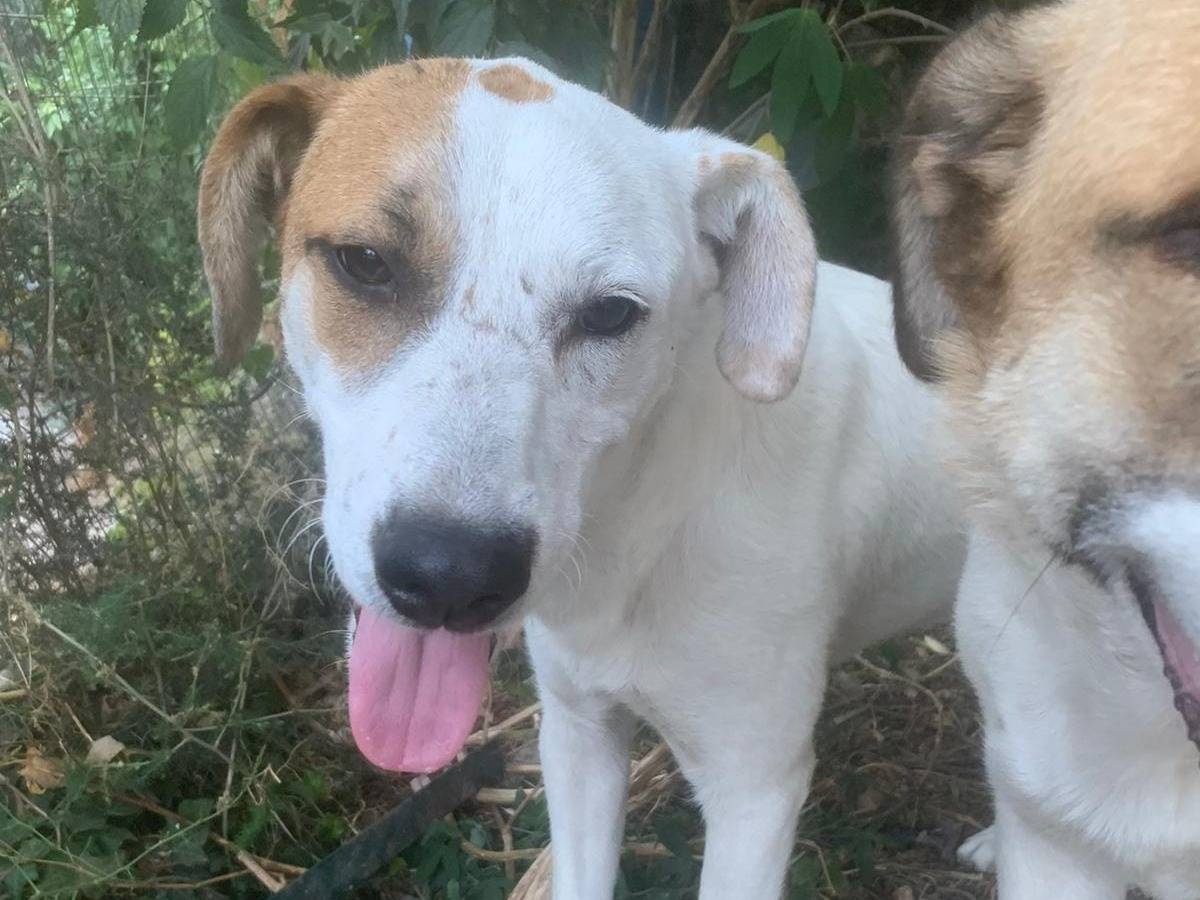 Adozione cane, femmina, Razza sconosciuta Razza sconosciuta, 2 anni e 9 mesi, taglia media contenuta, Frosinone