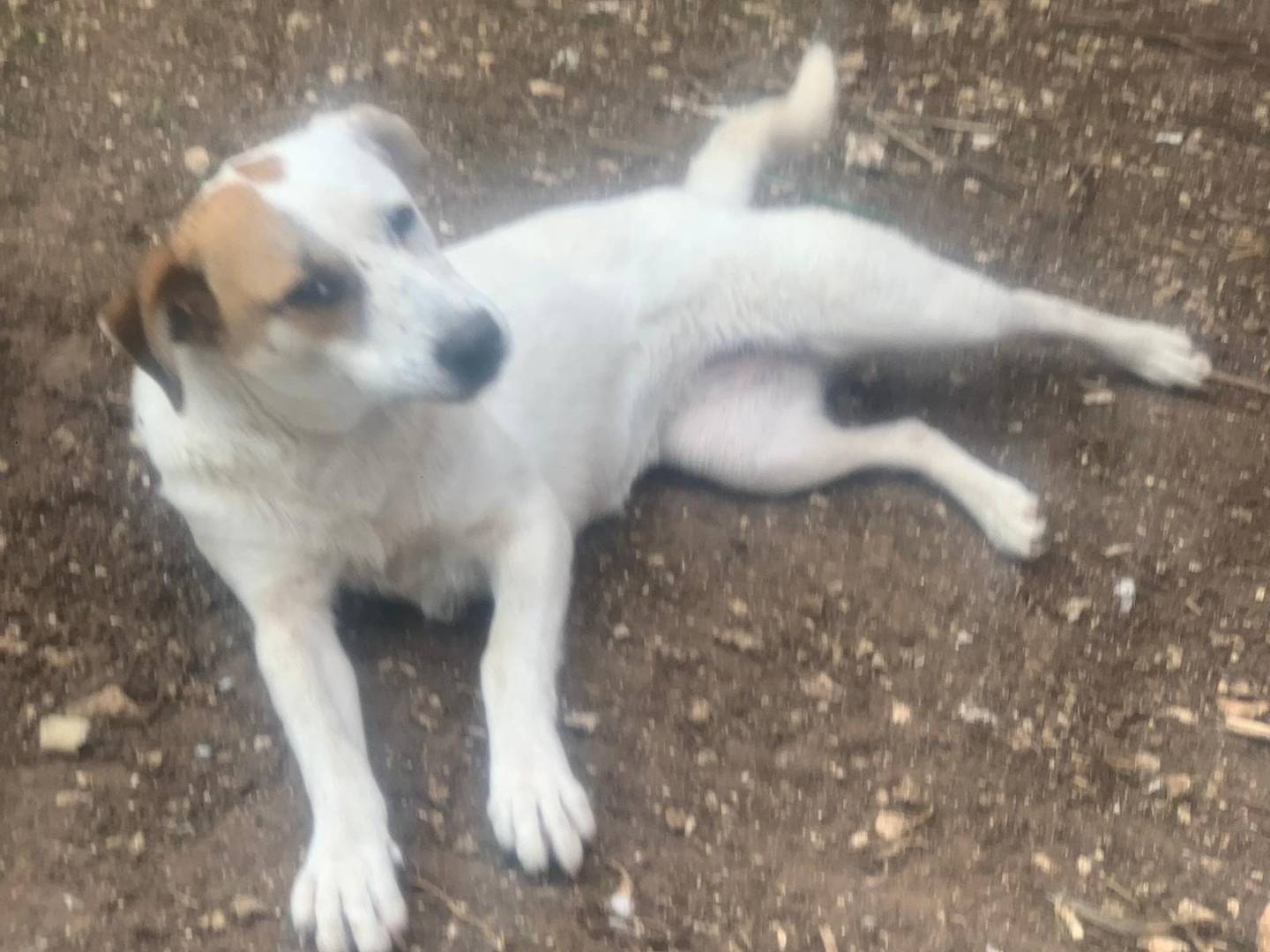 Adotta un cane, femmina, 2 anni e 9 mesi, Frosinone