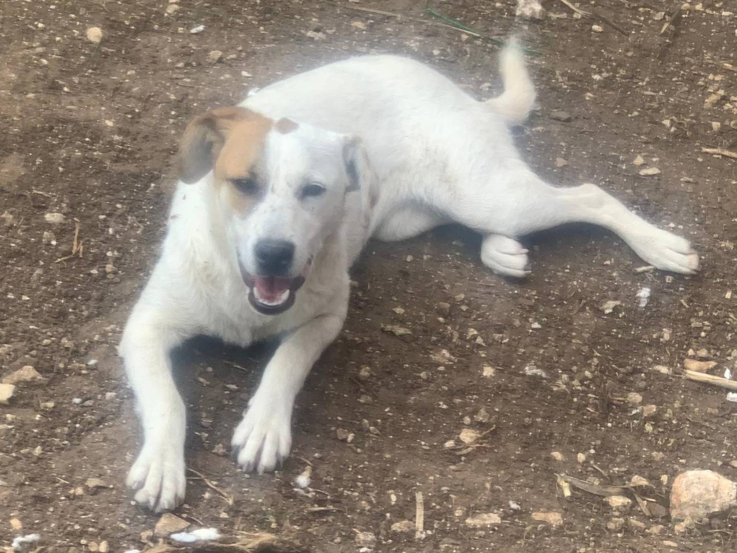 Vuoi adottare un cane a Frosinone?