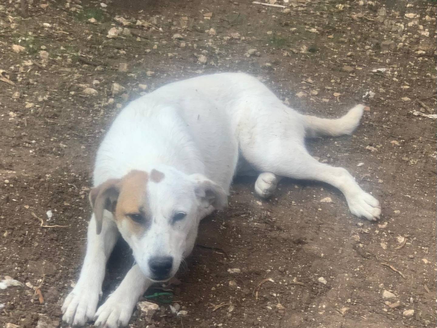 Adotta il cane Isa a Frosinone