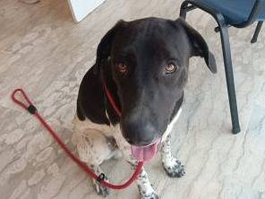 Adozione cane, maschio, Razza sconosciuta Razza sconosciuta, 1 anno e 9 mesi, taglia grande, Latina