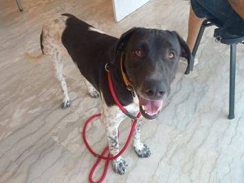Adotta un cane, maschio, 1 anno e 9 mesi, Latina
