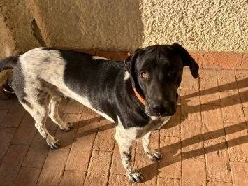 Adotta un cane, taglia grande, maschio, Latina