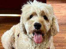 Adozione cane, maschio, Barbone Razza sconosciuta, 3 anni e 10 mesi, taglia piccola, Milano