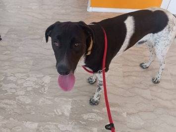 Vuoi adottare un cane a Latina?