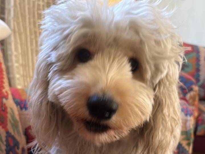 Adotta un cane, maschio, 3 anni e 10 mesi, Milano