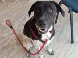 Adotta il cane Woody a Latina
