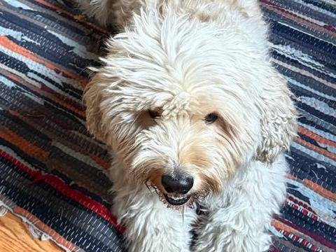 Adotta un cane, taglia piccola, maschio, Milano