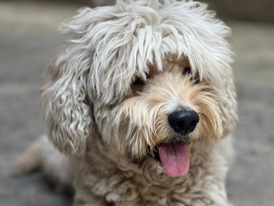 Adotta il cane Fluffy a Milano