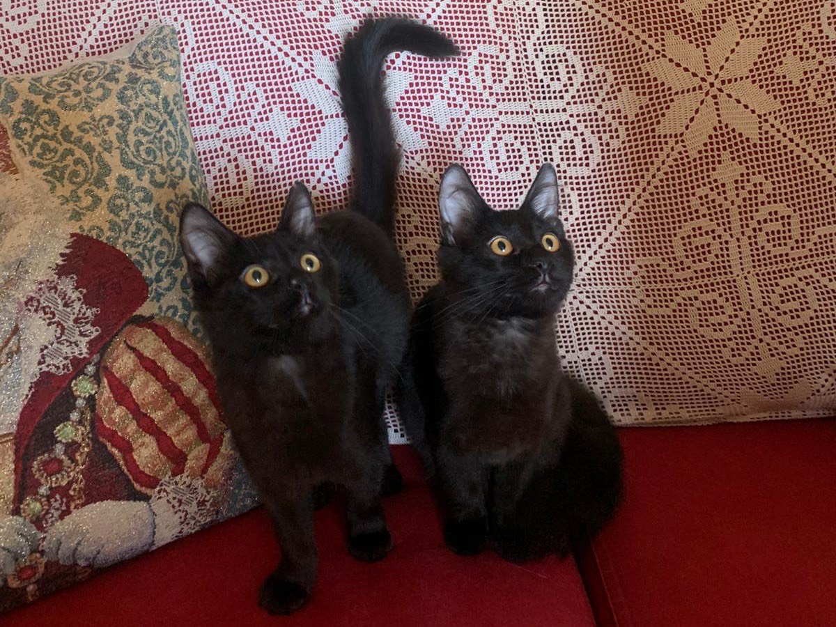 Adozione gatto, maschio, Razza sconosciuta Razza sconosciuta, 3 mesi, taglia non valida, Latina