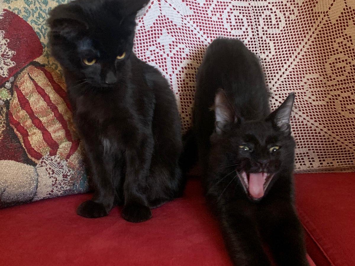 Adotta un gatto, maschio, 3 mesi, Latina