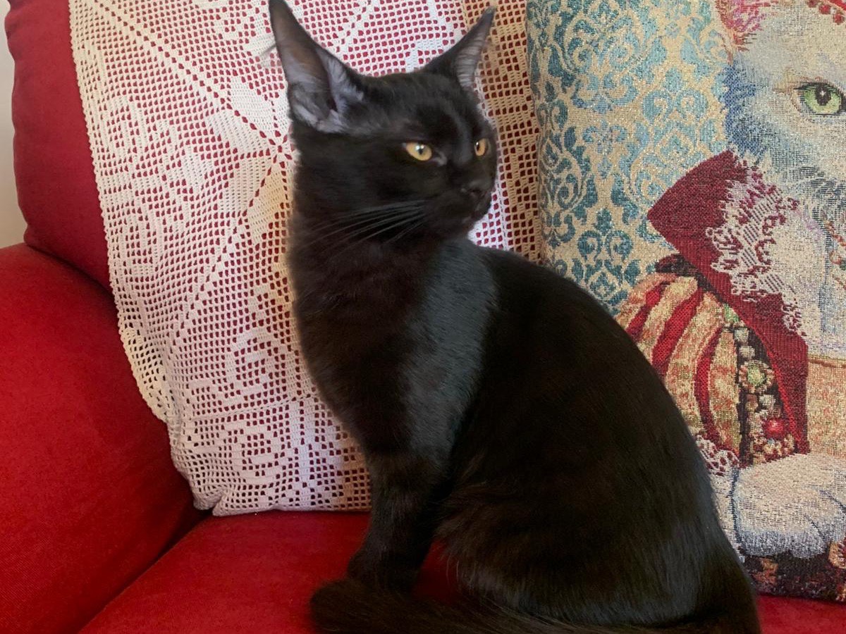 Vuoi adottare un gatto a Latina?