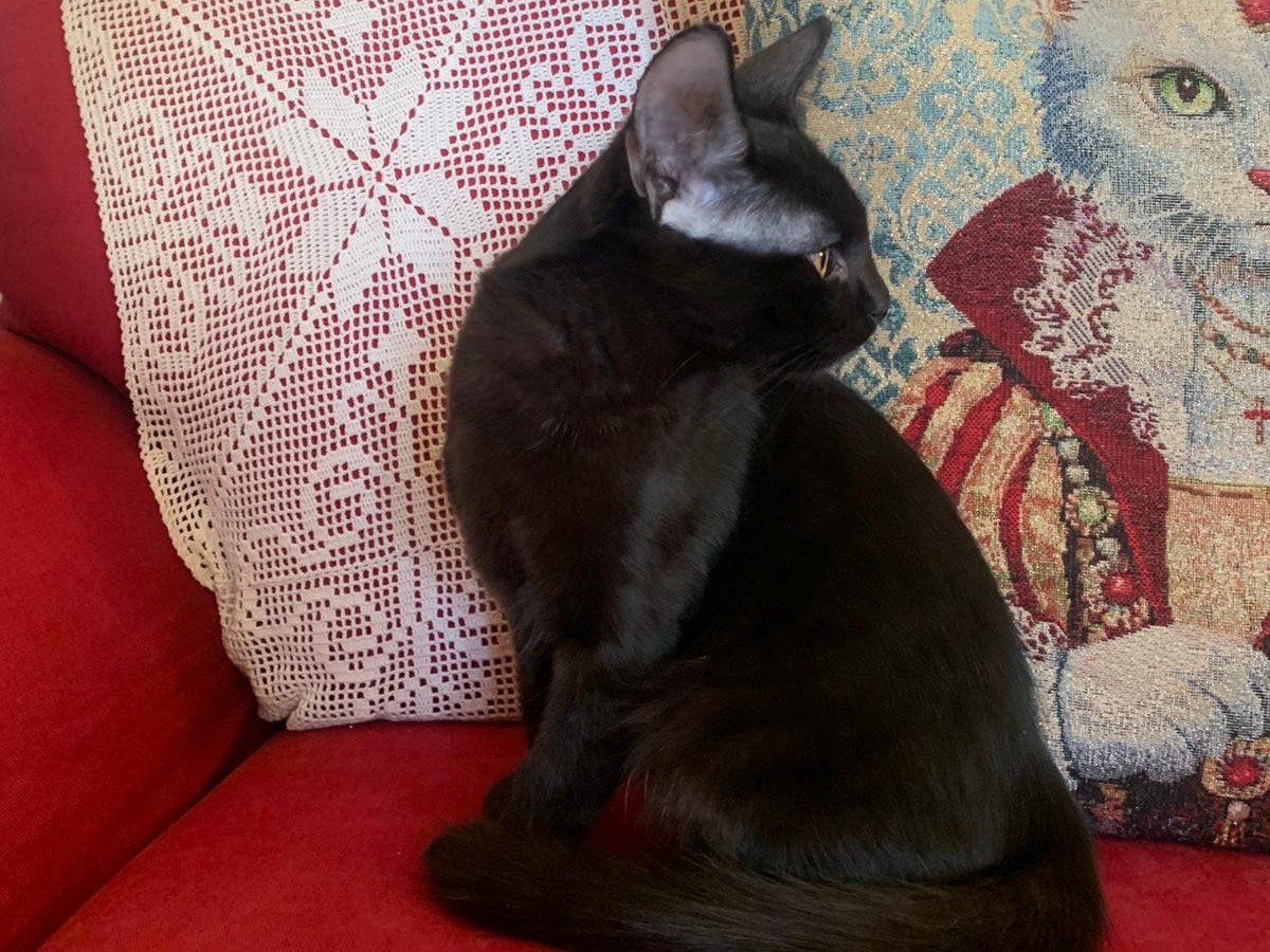 Adotta il gatto Batman e Robin a Latina