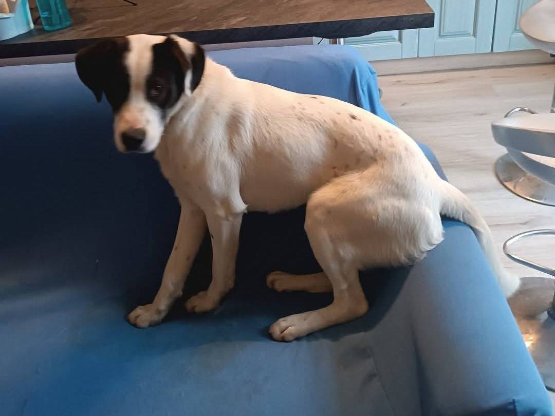 Adotta un cane, maschio, 1 anno e 9 mesi, Latina