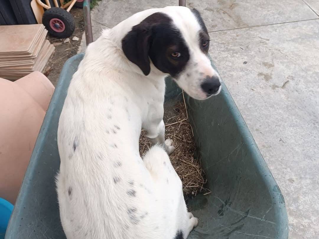 Adotta un cane, taglia media, maschio, Latina