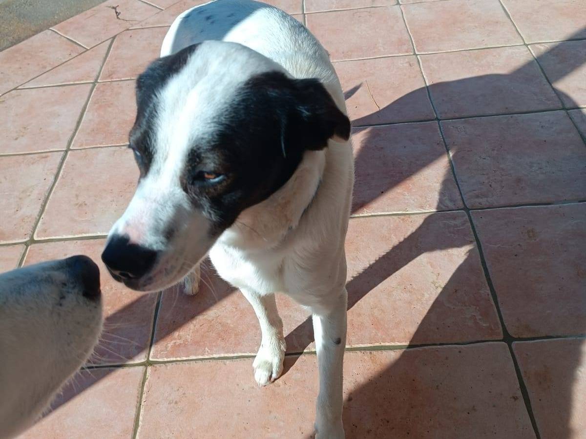 Vuoi adottare un cane a Latina?