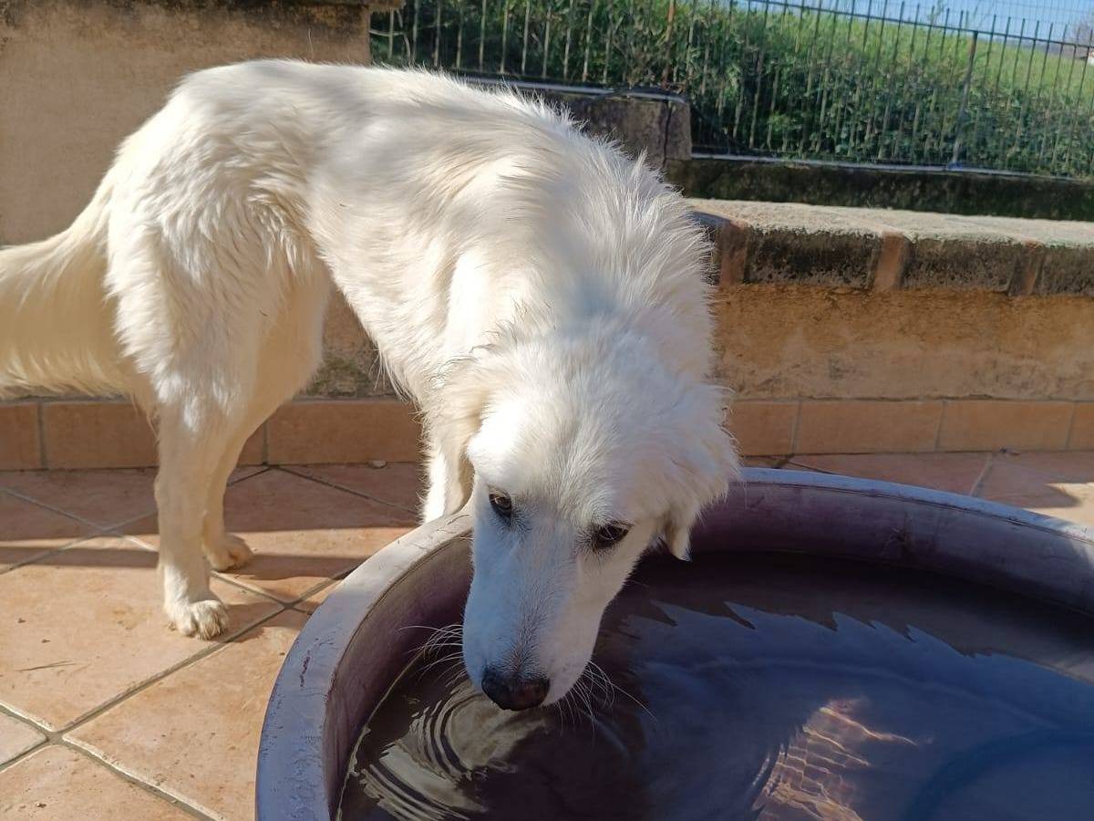 Adotta un cane, femmina, 1 anno e 9 mesi, Latina