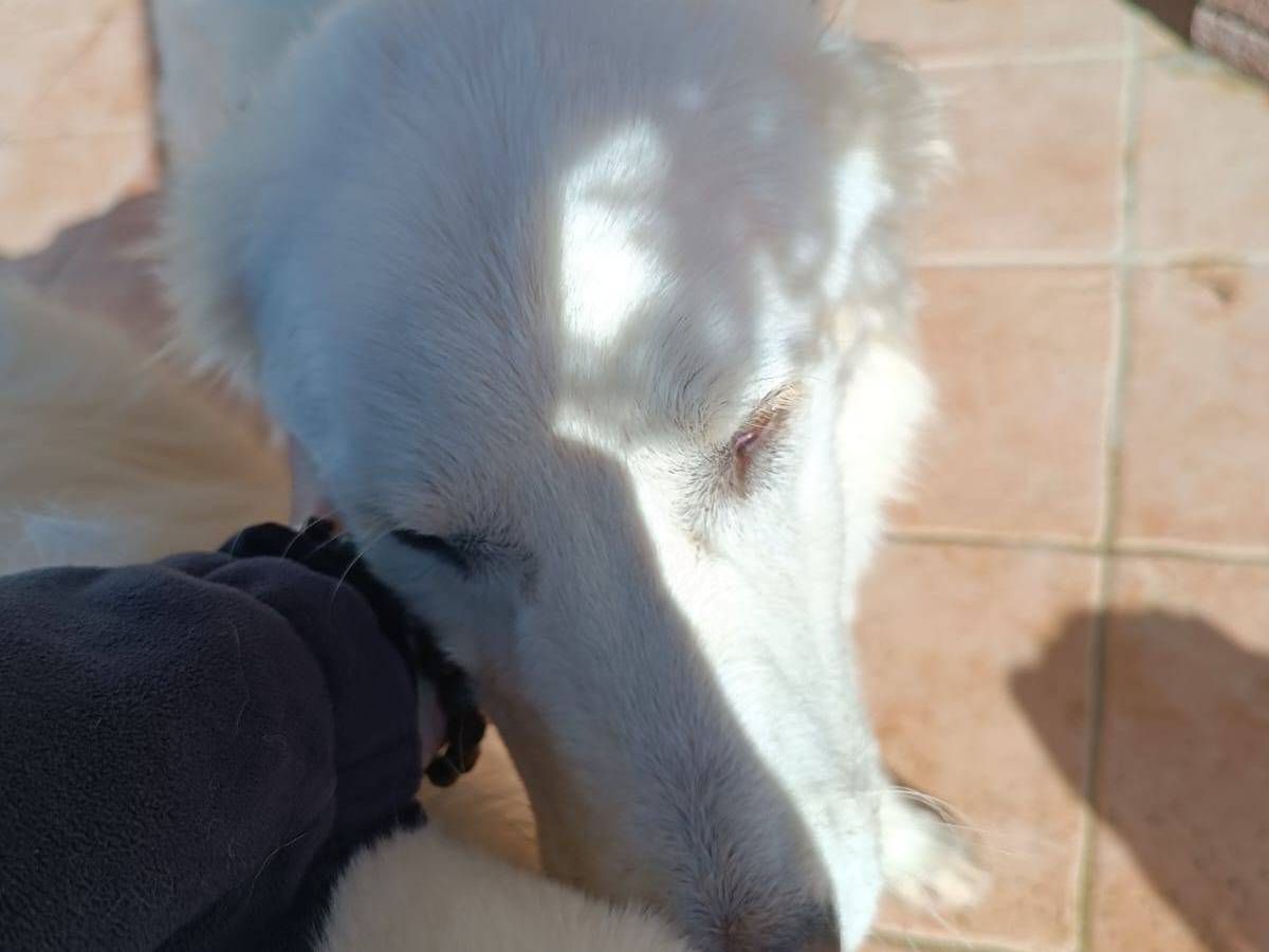Adotta un cane, taglia media, femmina, Latina