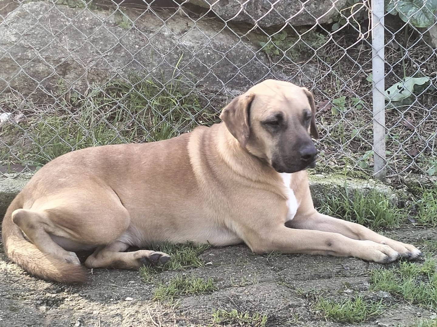 Adotta un cane, femmina, 5 anni e 4 mesi, Frosinone