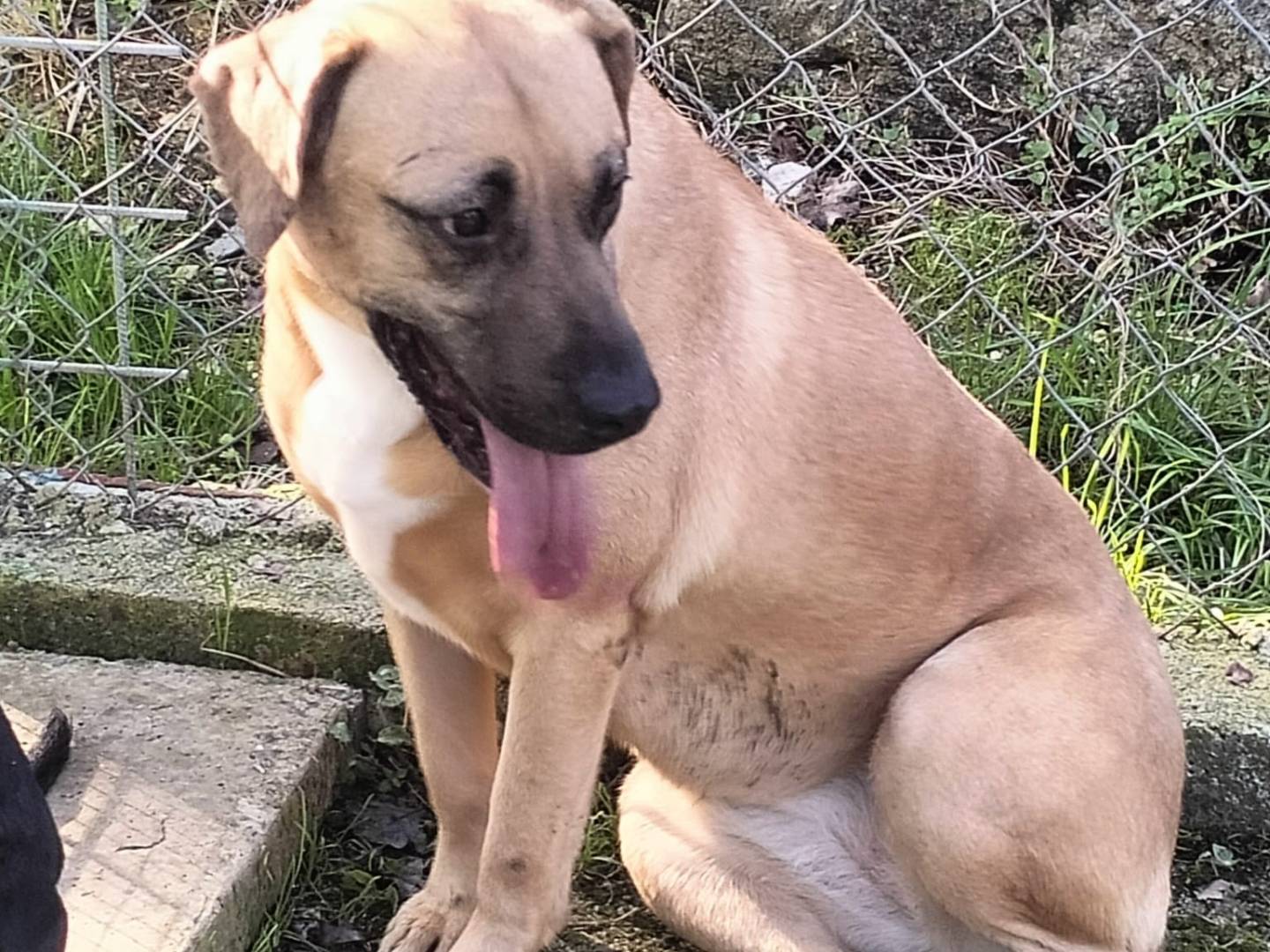 Adotta un cane, taglia media, femmina, Frosinone