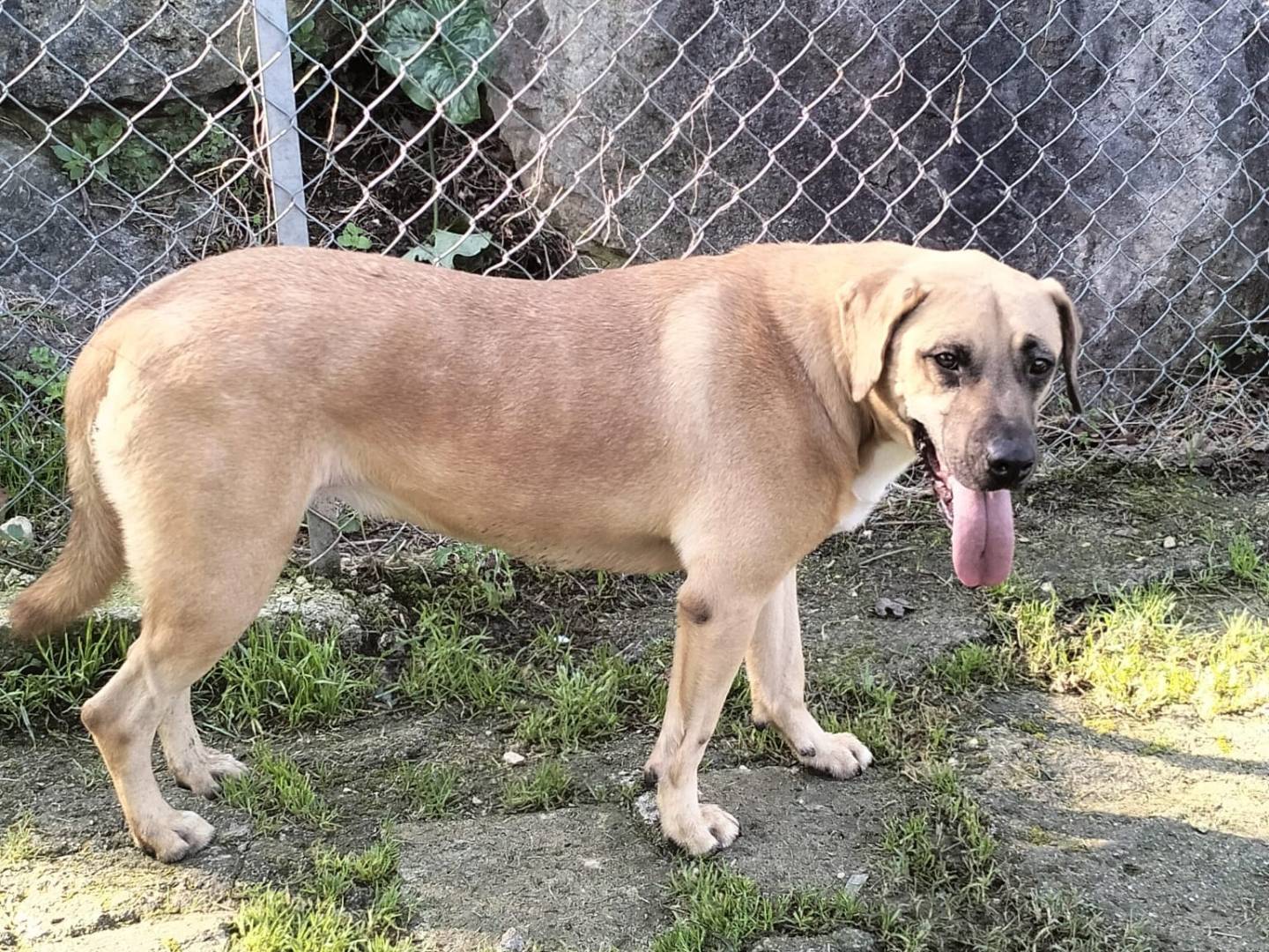 Vuoi adottare un cane a Frosinone?