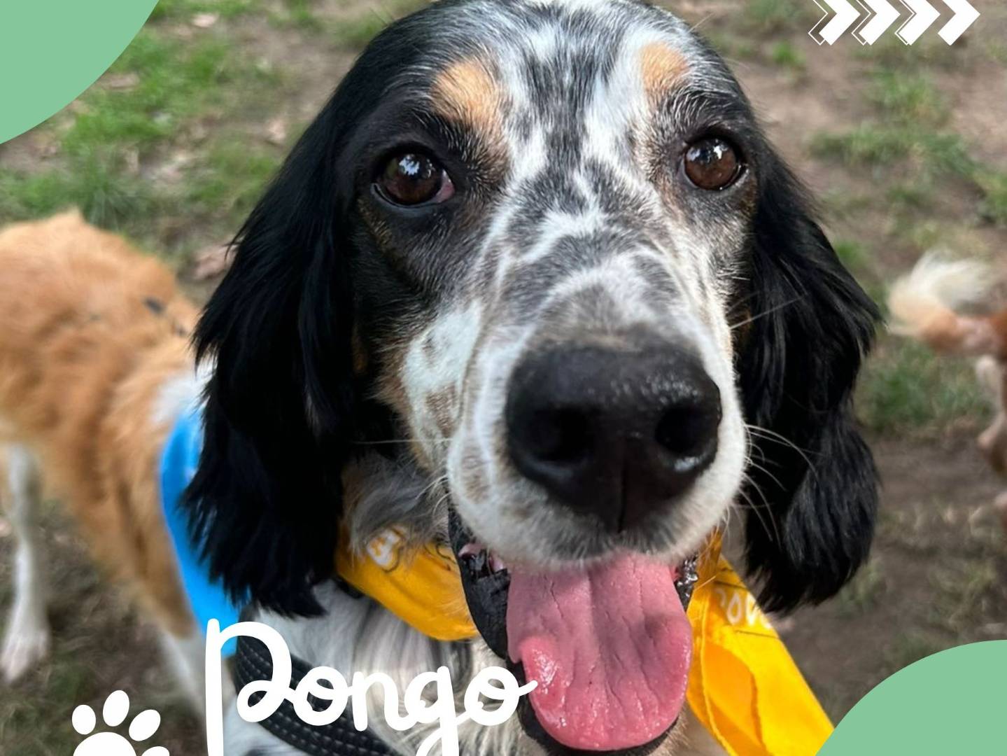 Adozione cane, maschio, Setter Inglese Razza sconosciuta, 4 anni e 1 mese, taglia media, Milano