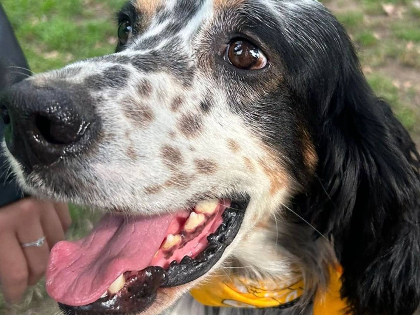 Adotta un cane, maschio, 4 anni e 1 mese, Milano