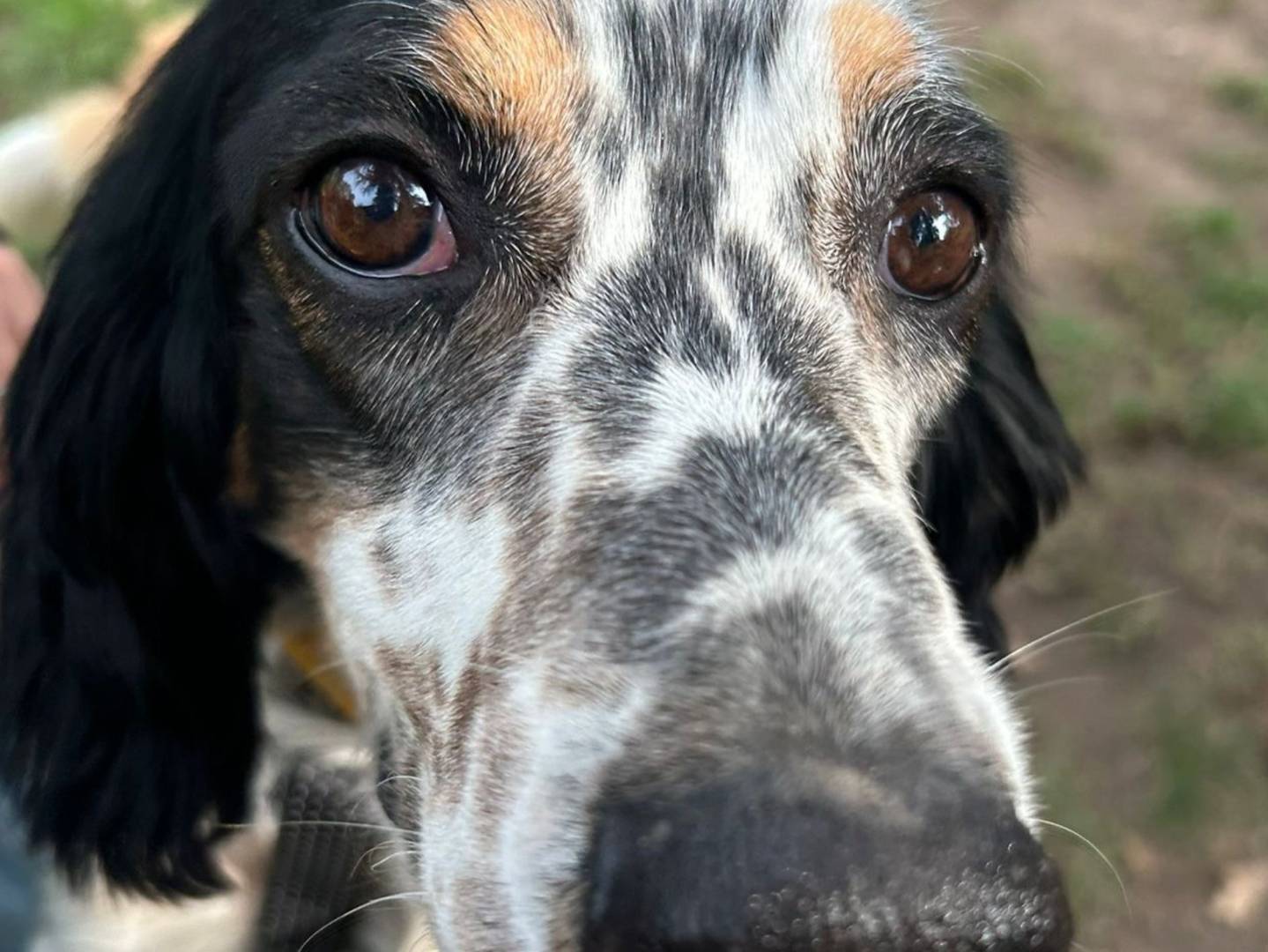 Adotta un cane, taglia media, maschio, Milano