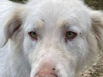 Adozione cane, maschio, Razza sconosciuta Razza sconosciuta, 2 anni e 9 mesi, taglia grande, Frosinone