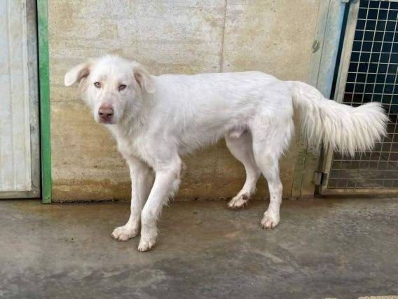 Adotta un cane, maschio, 2 anni e 9 mesi, Frosinone