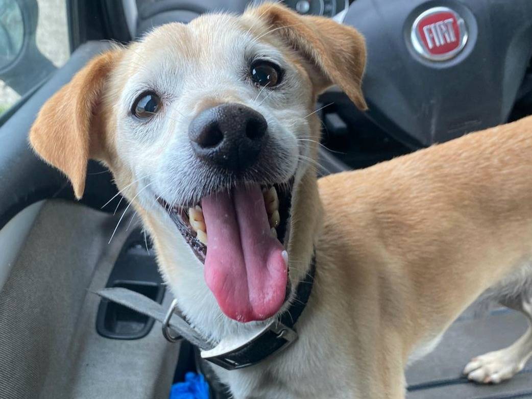 Adozione cane, maschio, Razza sconosciuta Razza sconosciuta, 10 anni e 1 mese, taglia piccola, Teramo
