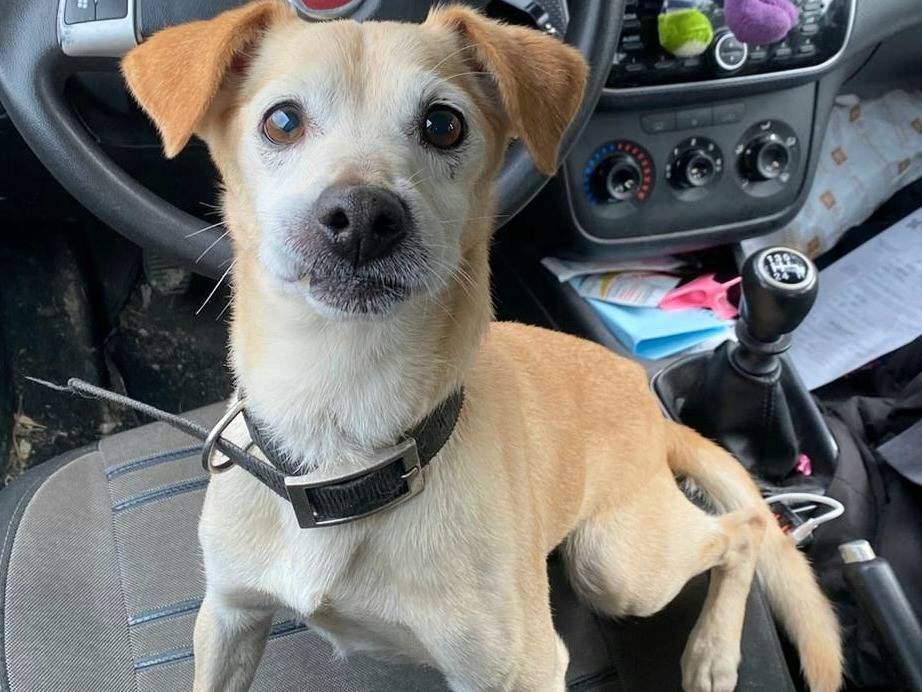 Adotta un cane, maschio, 10 anni e 1 mese, Teramo
