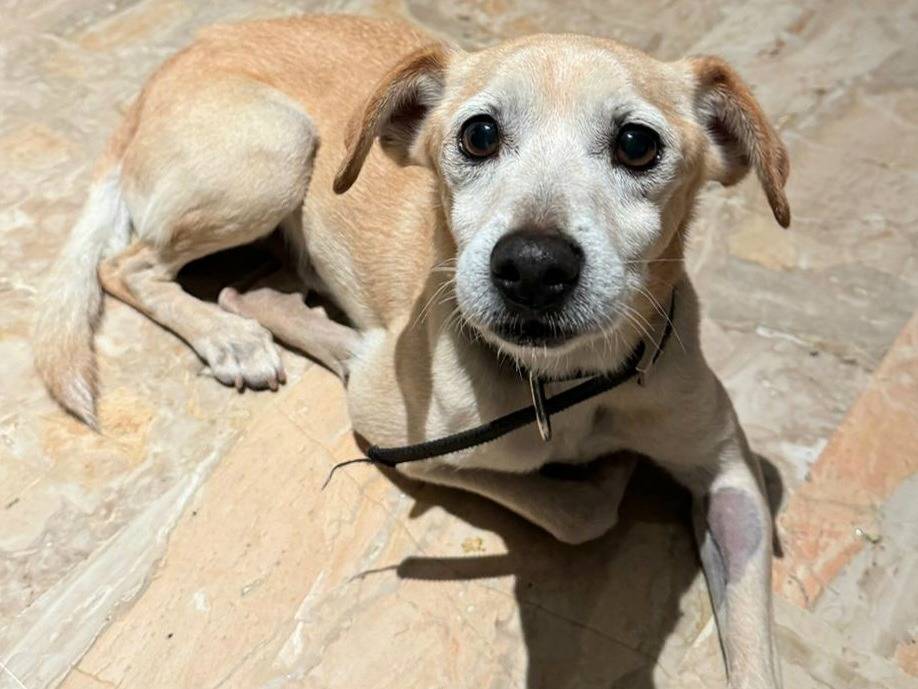 Adotta un cane, taglia piccola, maschio, Teramo