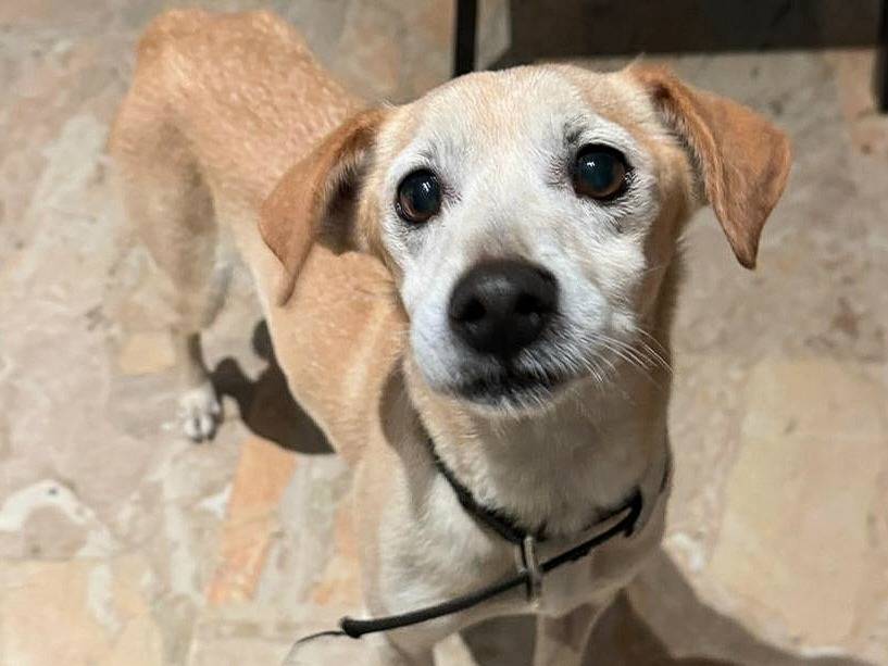 Vuoi adottare un cane a Teramo?