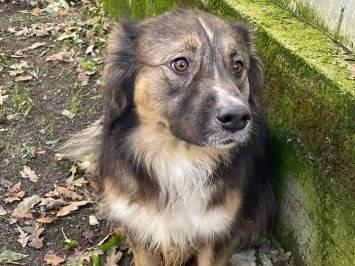 Adozione cane, maschio, Razza sconosciuta Razza sconosciuta, 5 anni e 9 mesi, taglia media, Frosinone