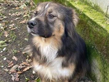 Adotta un cane, maschio, 5 anni e 9 mesi, Frosinone