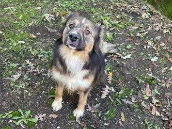 Adotta un cane, taglia media, maschio, Frosinone