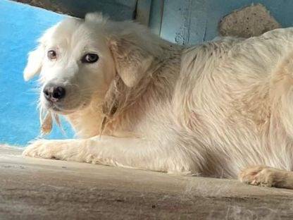 Adozione cane, femmina, Razza sconosciuta Razza sconosciuta, 5 anni e 5 mesi, taglia media, Frosinone
