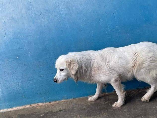 Adotta un cane, femmina, 5 anni e 5 mesi, Frosinone