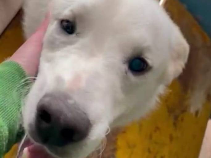 Adozione cane, maschio, Razza sconosciuta Razza sconosciuta, 4 anni, taglia grande, Frosinone