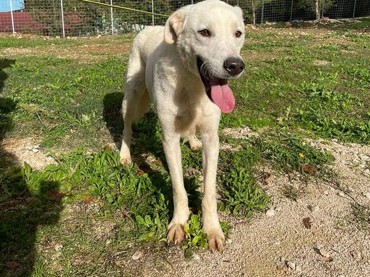 Adotta un cane, maschio, 4 anni, Frosinone